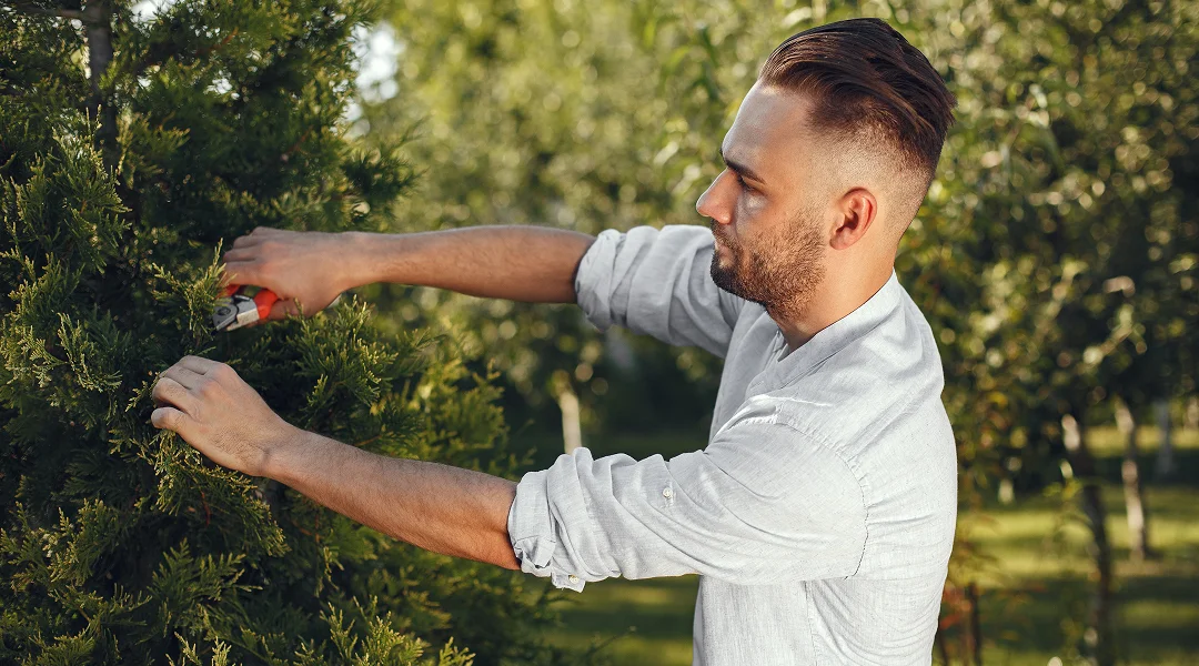 Un homme taille un arbre avec des ciseaux, illustrant les services d’élagage d’arbres.