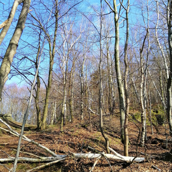 Gestion responsable des arbres morts et dangereux en milieu boisé