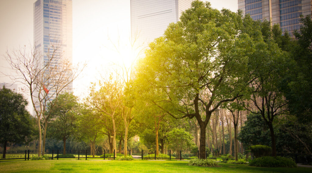Professional tree care services in urban and suburban environments with city skyline background