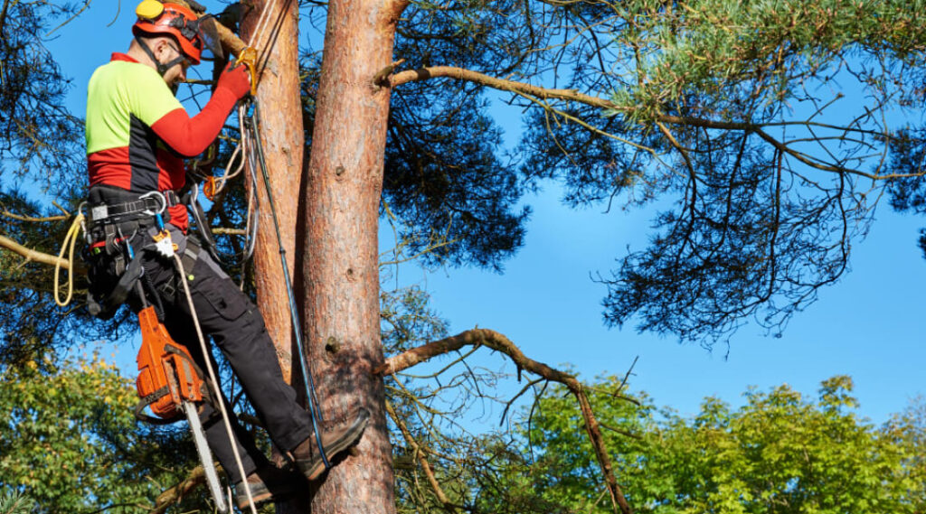 arborist-services-in-montreal-for-spring-care