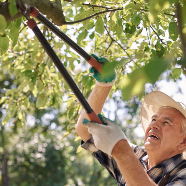 choose-the-right-arborist-services-in-montreal