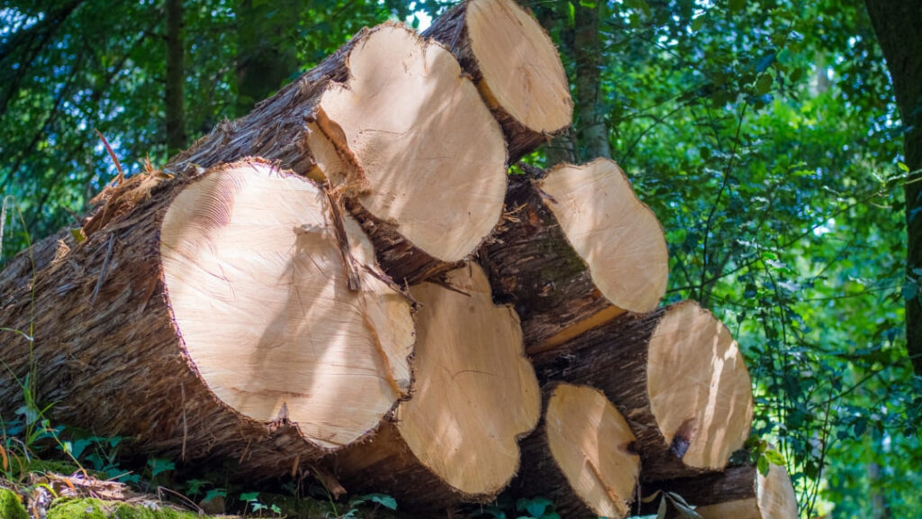 stump-removal-in-montreal-the-complete-guide