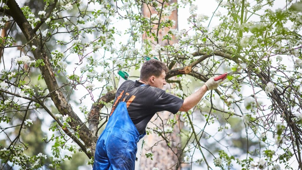 tree-maintenance-healthy-safe-and-strong-landscapes