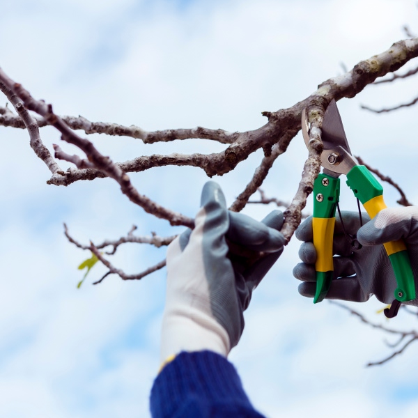 tree-pruning-core-part-tree-maintenance