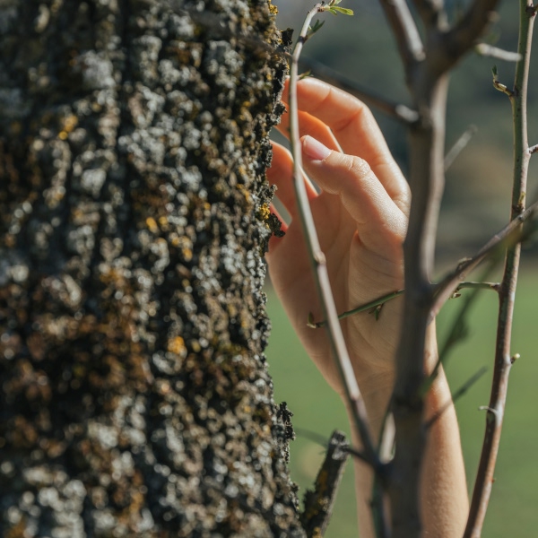 understanding-importance-tree-maintenance