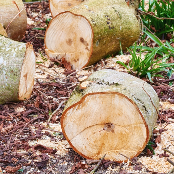 why-a-leftover-stump-is-a-real-problem
